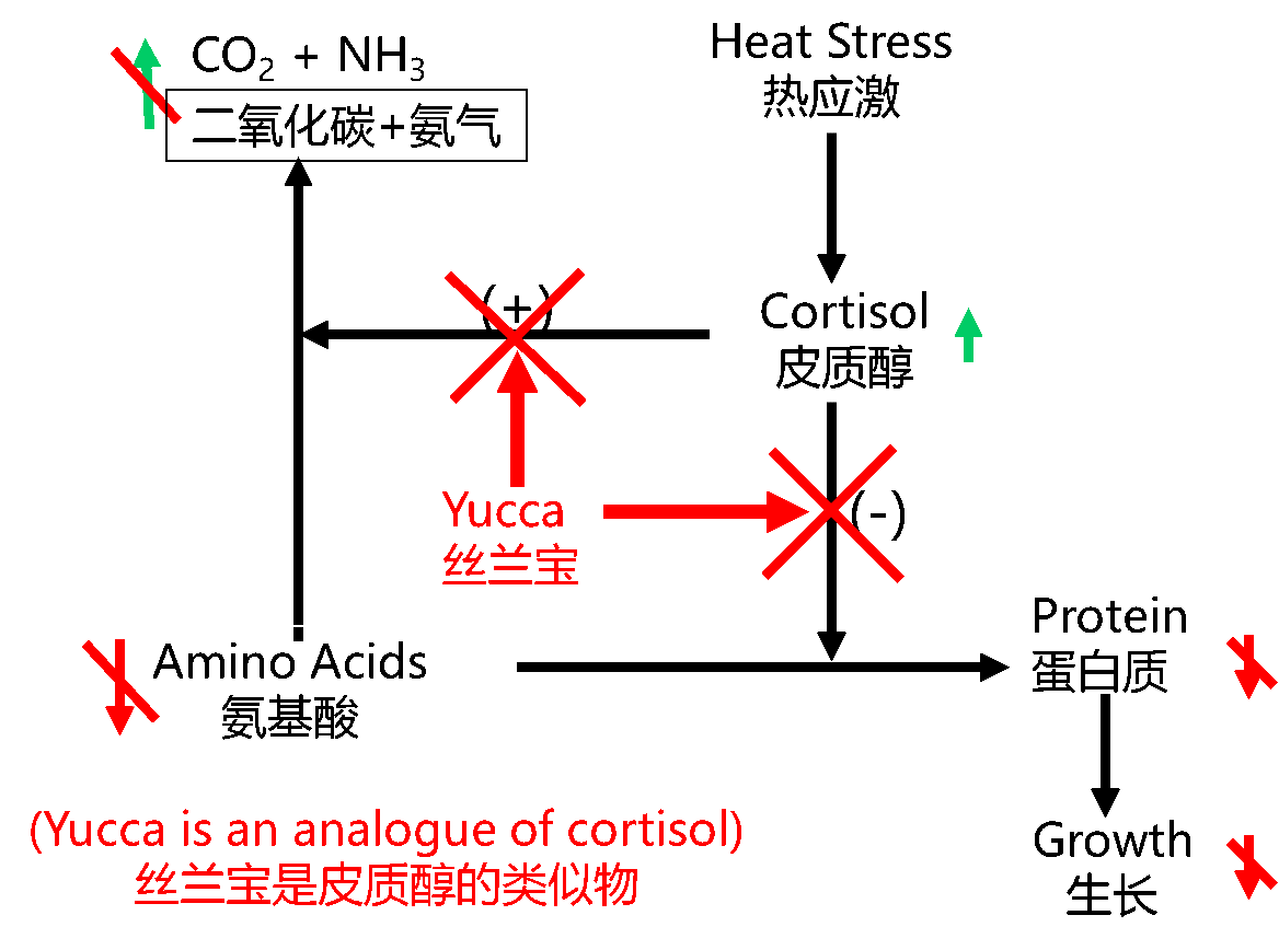 丝兰宝降低热应激危害机理图