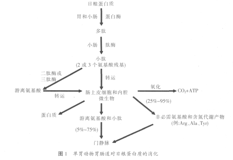 摄取,用于蛋白质合成,氧化代谢或产生非必需氨基酸(如精氨酸,丙氨酸