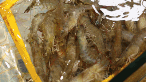 龙虾 龙虾