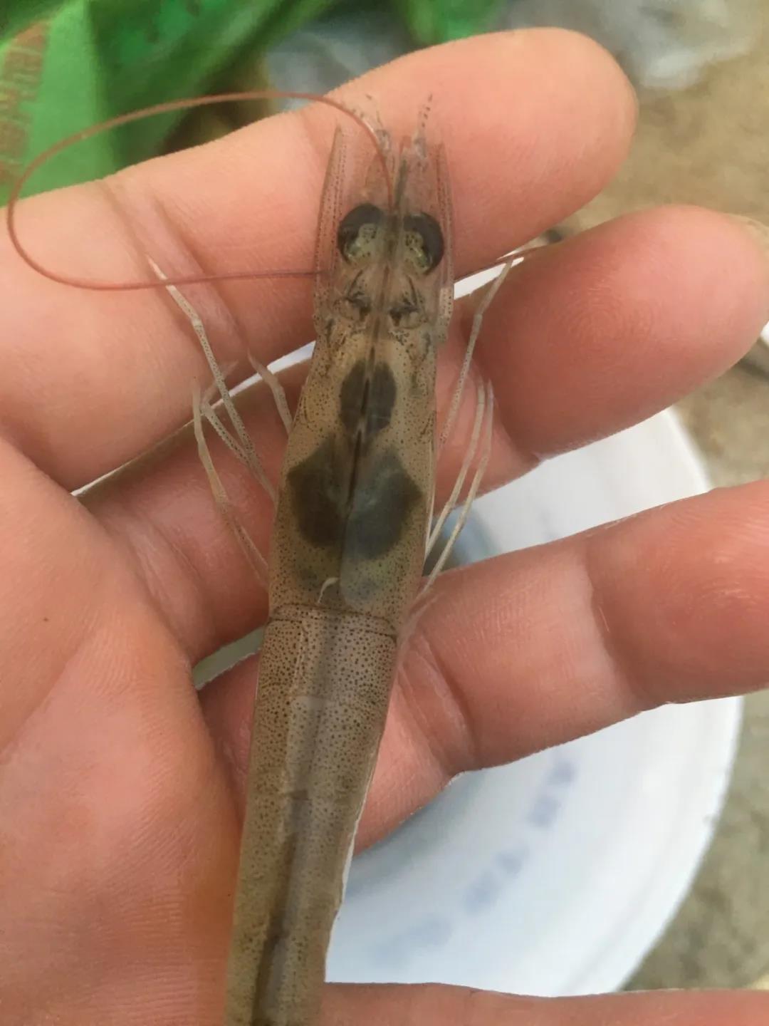 虾 虾