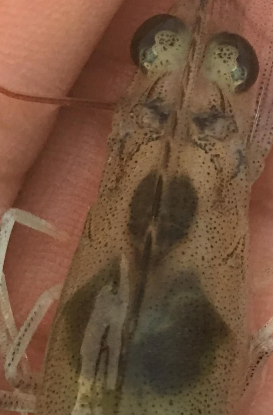 虾 虾