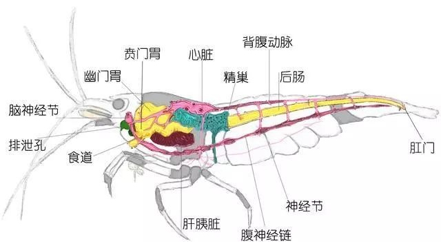 虾结构