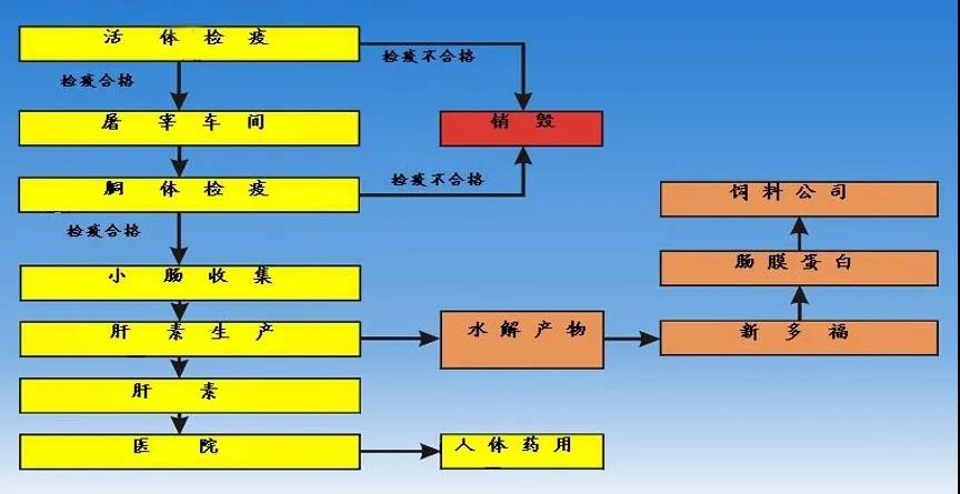 肠膜蛋白